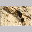 E-Odynerus spinipes w19 beim Schornsteinbau.jpg